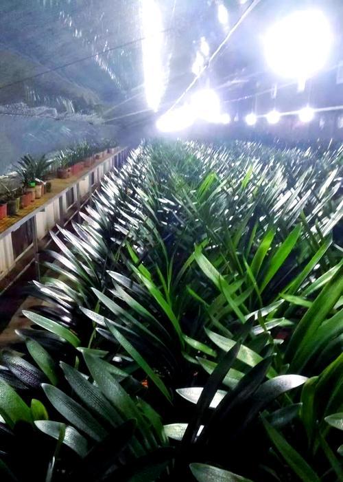 君子兰与迎春花搭配种植的注意事项是什么？