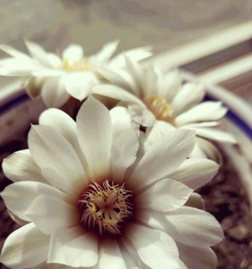 仙人球通常在哪个季节开花？