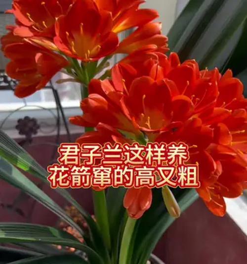 君子兰开花期如何养护和管理？