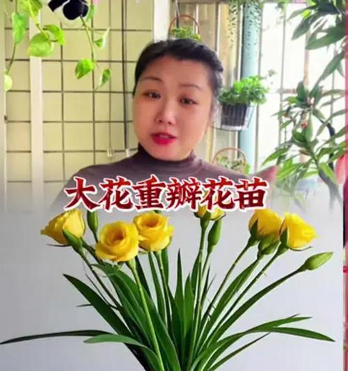 水培玫瑰花蔫了的原因是什么？