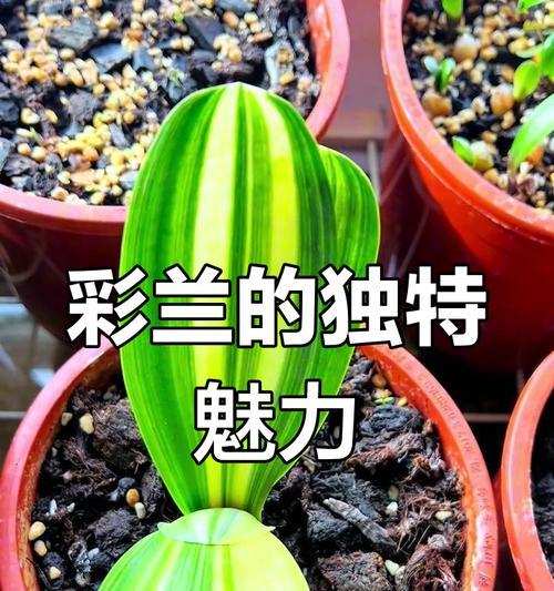 彩兰君子兰花种子的种植步骤是什么？