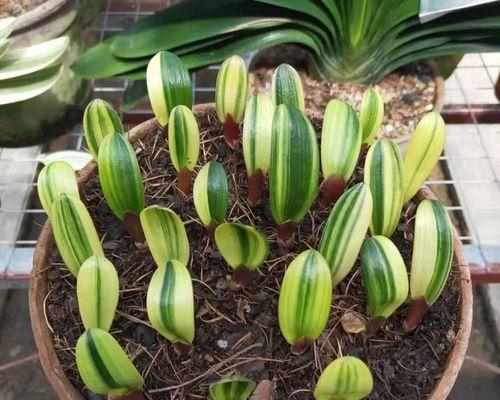 彩兰君子兰花种子的种植步骤是什么？