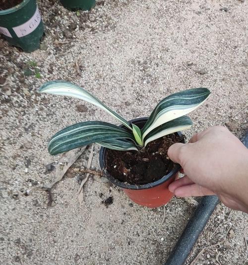 彩兰君子兰花种子的种植步骤是什么？