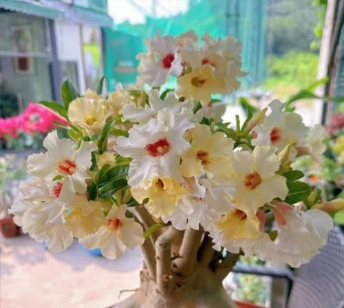 湿透的玫瑰花应该怎样进行养护？