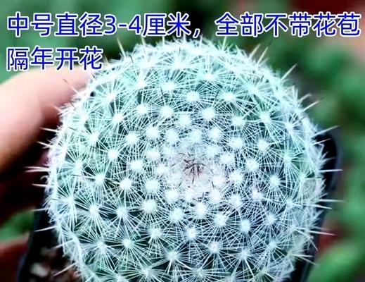 使用空心砖养护仙人球的方法是什么？
