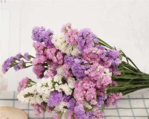 君子兰干花插花的养护技巧有哪些？