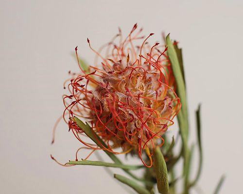 君子兰干花插花的养护技巧有哪些？