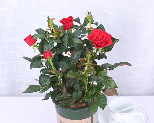 玫瑰花属于哪一类植物？