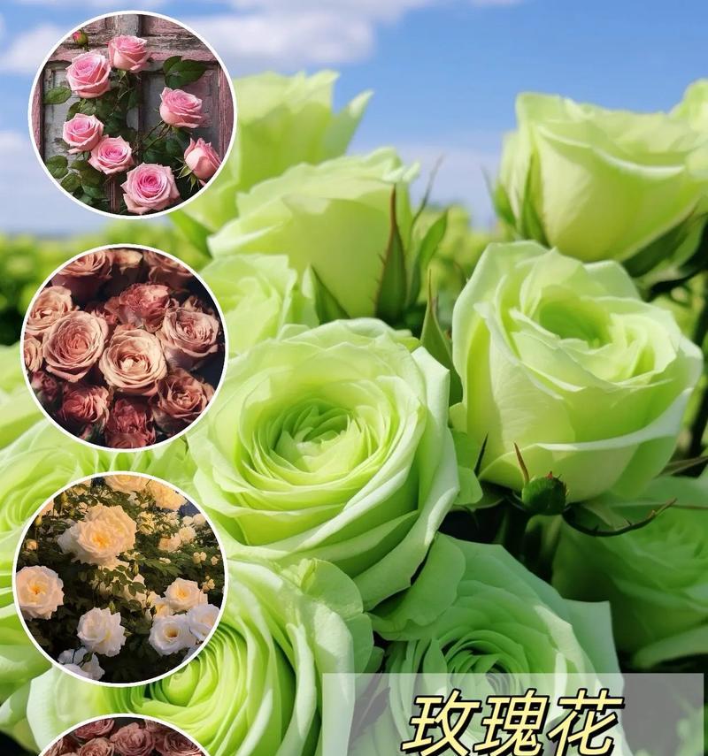 玫瑰花属于哪一类植物？