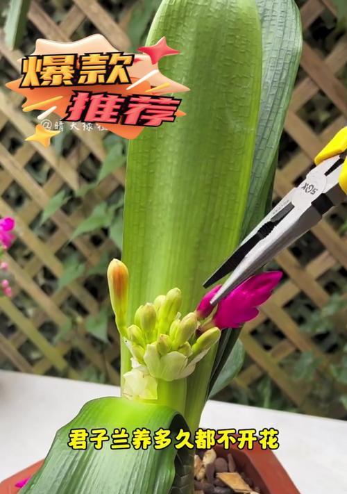搬家时如何修剪君子兰才能保持美观？