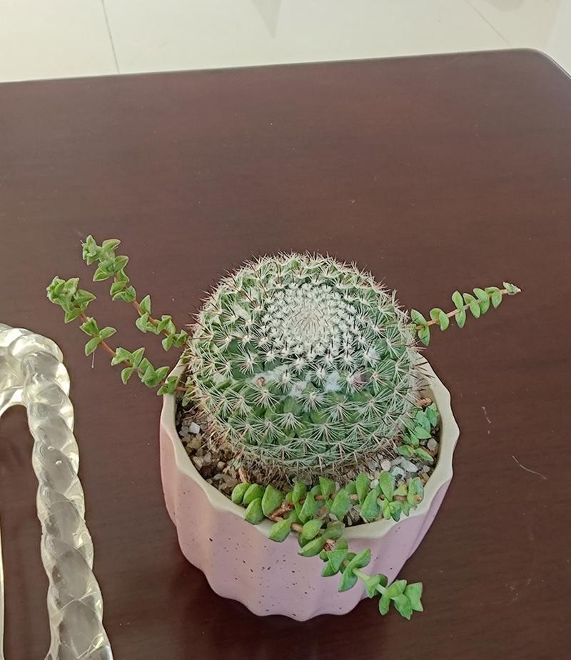 如何制作表情包风格的仙人球盆栽？