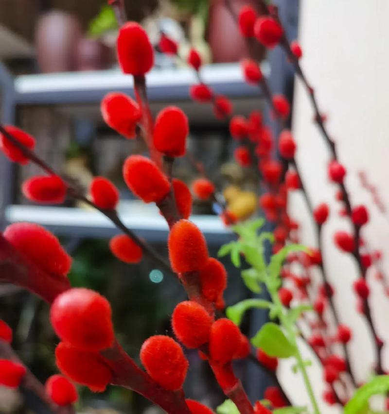玫瑰花嫩芽红色代表什么品种？