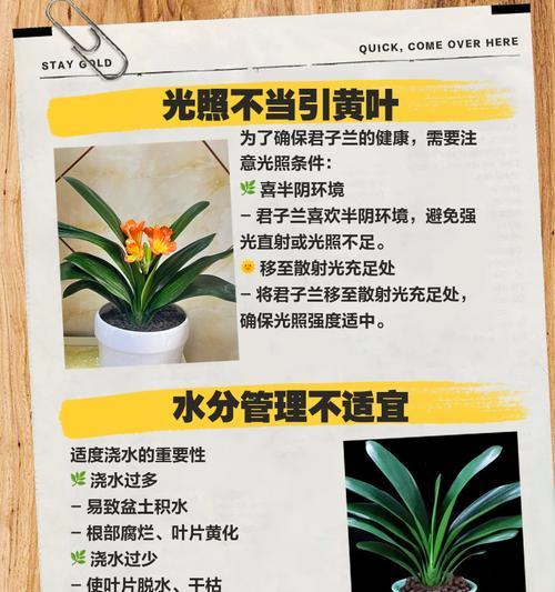 君子兰叶子干裂如何处理？