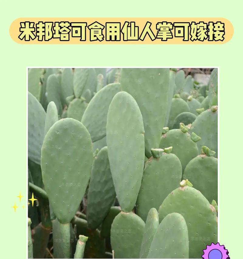 白檀仙人掌黄金眼种植方法是什么？