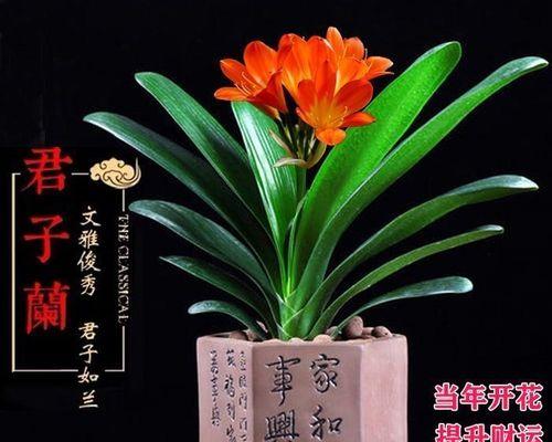 如何挑选开花盆景君子兰？