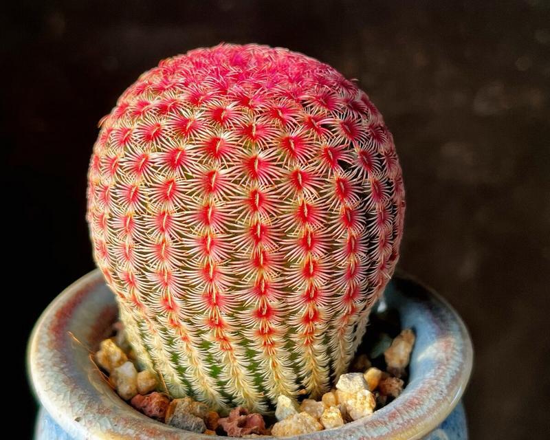 红心仙人球有哪些品种？