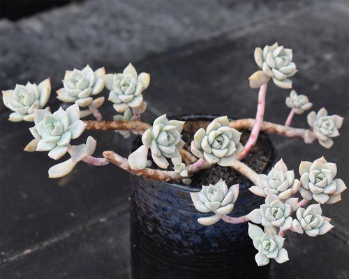 如何修剪白色牡丹花老桩？