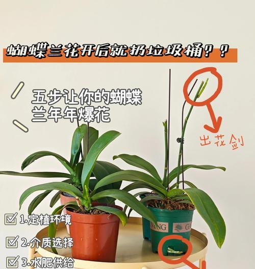 香兰叶仙人球的养殖方法是什么？