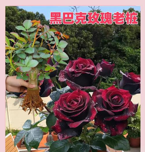 哪款玫瑰花被誉为最高尚？