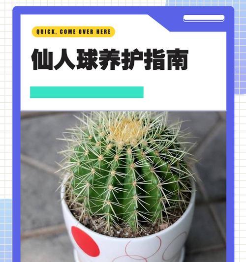 如何养殖金仙人球使其更美观？
