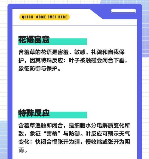 含羞草的花语有何含义？