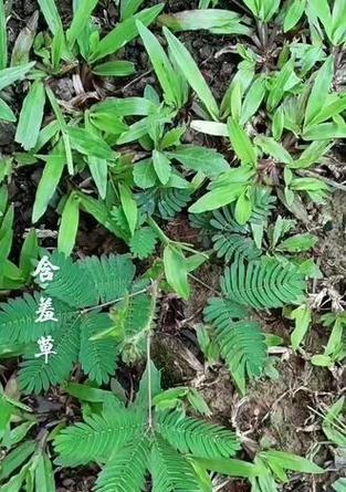 含羞草的花语有何含义？