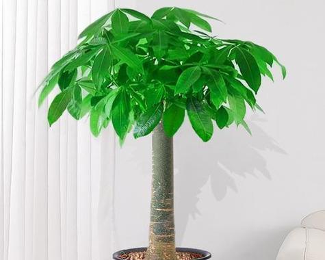 发财树的花语和寓意有哪些？