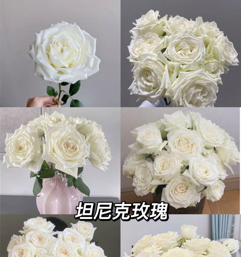 坦尼克白玫瑰花的花语是什么意思？有哪些特别的含义？
