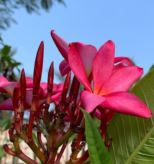 红鸡蛋花的花语和寓意是什么？它象征着什么？