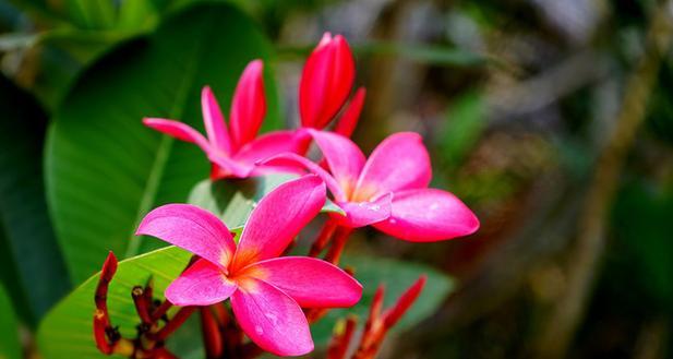 红鸡蛋花的花语和寓意是什么？它象征着什么？