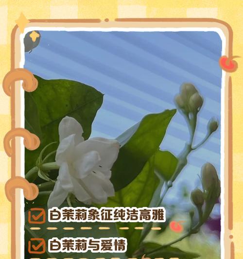 茉莉花的花语和寓意的是什么？它象征着什么？