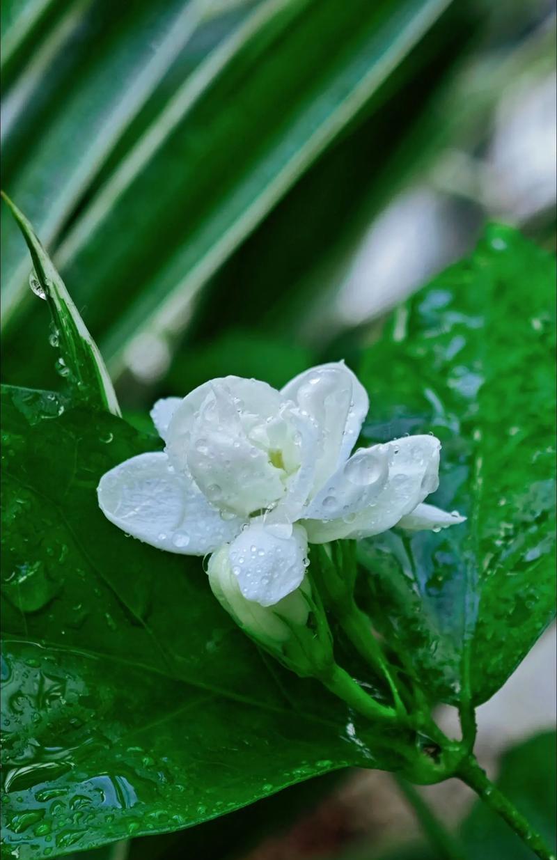 茉莉花的花语和寓意的是什么？它象征着什么？