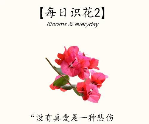 十大花语悲伤的花典故是什么？它们都有哪些含义？