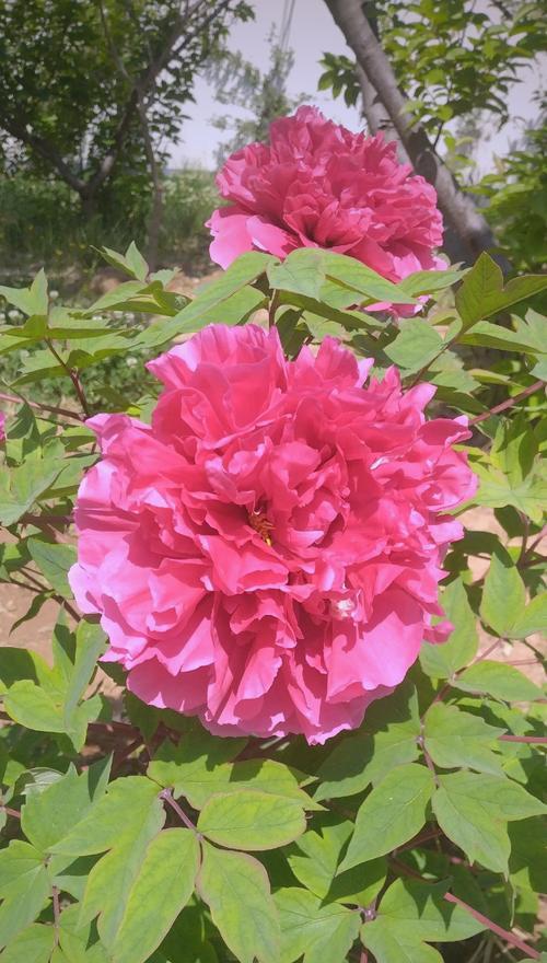 十大未来之花以及花语是什么？未来之花有哪些？
