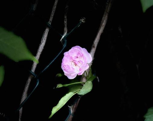 十大未来之花以及花语是什么？未来之花有哪些？