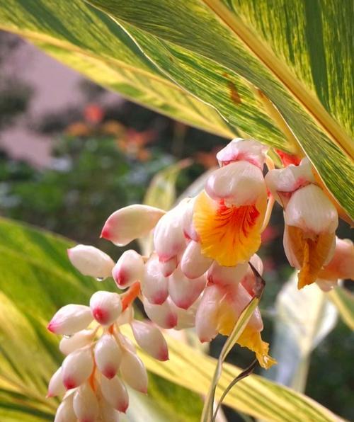 十大未来之花以及花语是什么？未来之花有哪些？