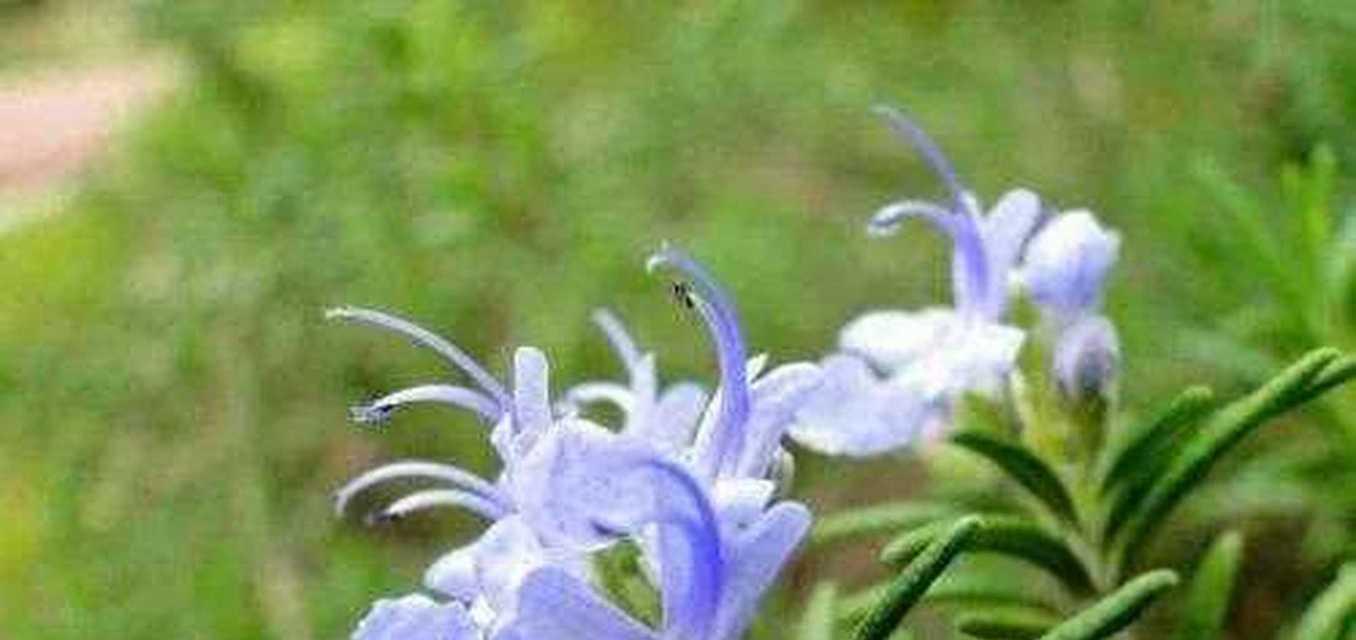 迷迭香花语打一个成语？迷迭香的花语能用哪个成语形容？