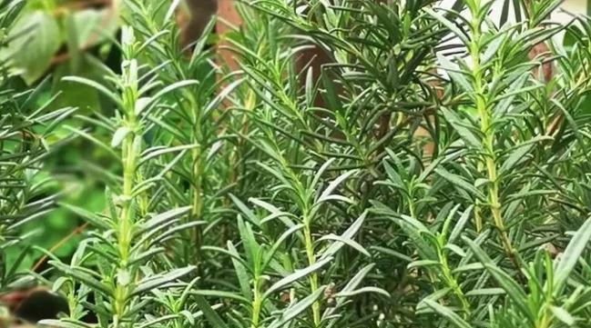 迷迭香花语打一个成语？迷迭香的花语能用哪个成语形容？