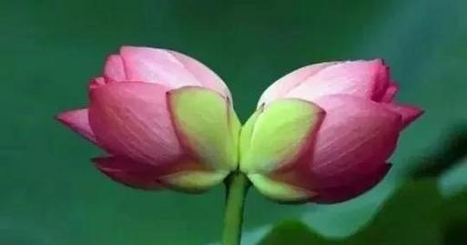 并蒂莲花的花语是什么？并蒂莲花象征着什么？