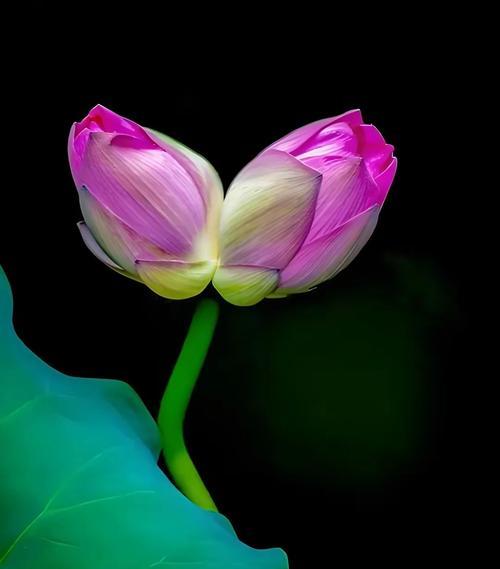 并蒂莲花的花语是什么？并蒂莲花象征着什么？