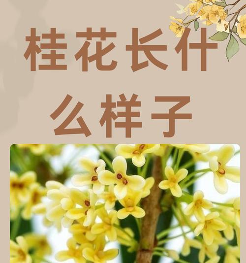 花桂花的花语是什么？花桂花象征着什么？