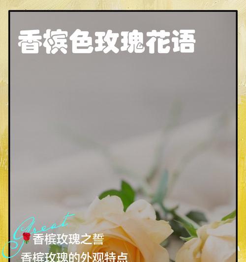 18支香槟金玫瑰的花语是什么？18支香槟金玫瑰象征着什么？