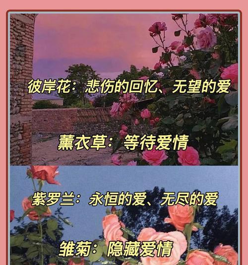 花语代表永恒的爱是什么花？这种花的花语是什么？