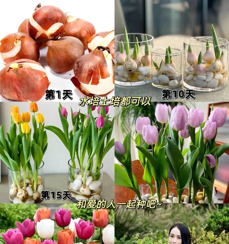 花语代表永恒的爱是什么花？这种花的花语是什么？