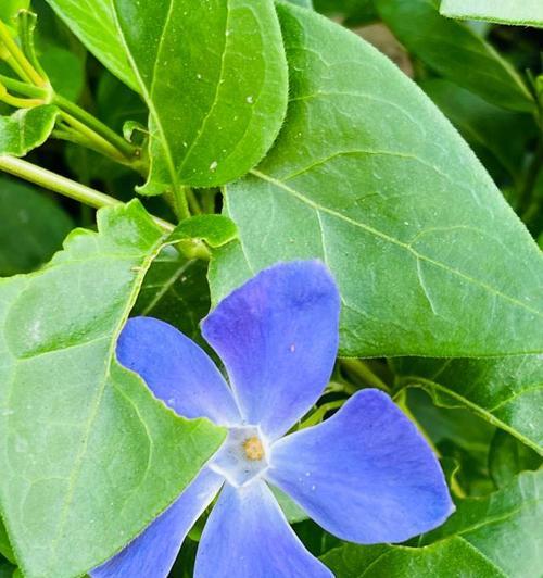 长春花的花语代表什么？