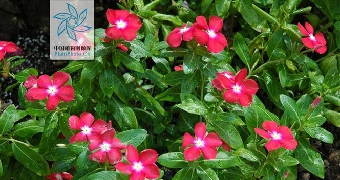 长春花的花语代表什么？