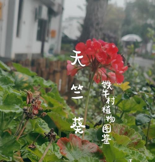 天竺葵的花语含义有哪些？