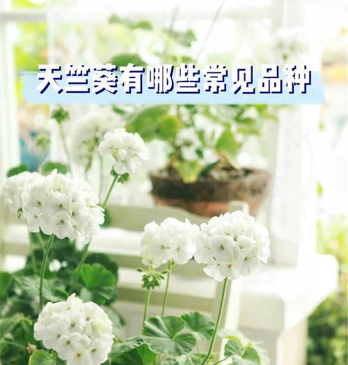 天竺葵的花语含义有哪些？
