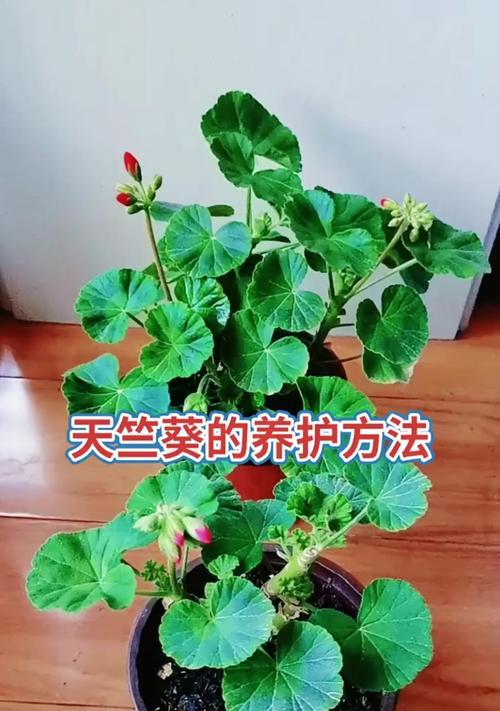 天竺葵的花语含义有哪些？