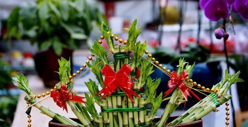 观音竹的花语和象征意义是什么？